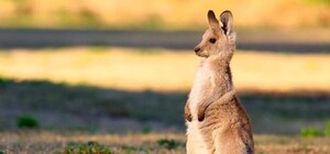 Полюбуйся: в Кременчуге у пары кенгуру родился детеныш