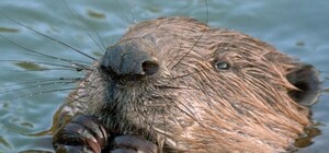 Точат зубы: на острове в столице бобры устроили лесоповал