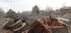 Сладкая находка: на Полтавщине распилили дерево, в котором нашли целый клад из медовых сотов