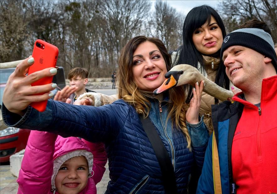 В Полтавский дендропарк выпустили лебедей/Фото: Yurii Repalo