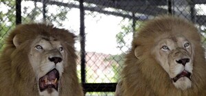 Похожи на обезьян: киевян возмутили новые статуи львов в Мариинском дворце