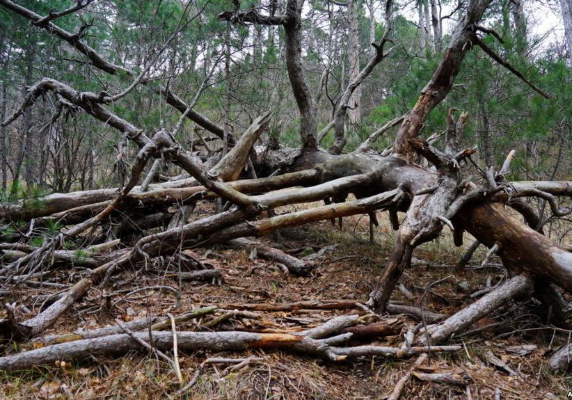 На Полтавщине: повреждено 140 гектаров леса