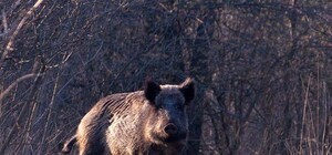 Вспышка АЧС: на Хортице решили провести депопуляцию диких кабанов