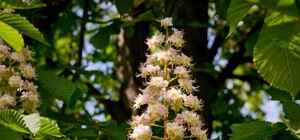 Выходи любоваться: в Одессе расцвели каштаны