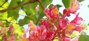 В Одессе цветут розовые каштаны: где полюбоваться