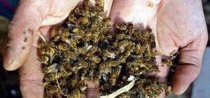 В Одесской области погибли миллионы пчел: что произошло