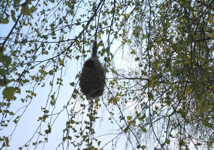 На Полтавщине заметили необычное гнездо