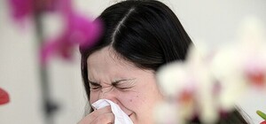 Как одесситам пережить сезонную аллергию: советы медиков
