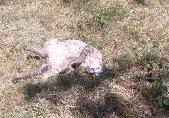 В Полтаве нашли трупы убитых котов