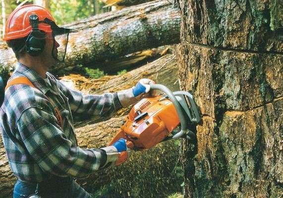 В Полтаве будут срезать аварийные деревья