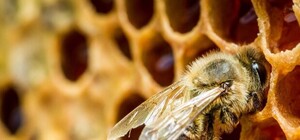 Новая напасть: в Крыму массово гибнут пчелы