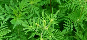 Теперь безопасно: какие киевские парки обработали от клещей и амброзии