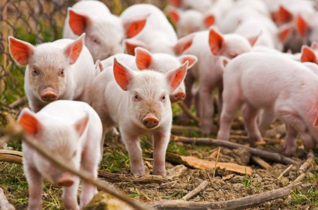 Фото: африканская чума у свиней 