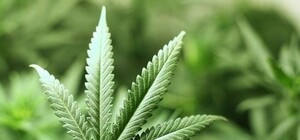 Выращивал во дворе коноплю: в Шевченковском районе спецназ задержал наркодиллера