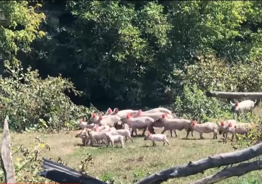 В Полтавской области на село напало около сотни свиней