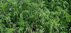 Аллергикам на заметку: в Одессе составили карту амброзии