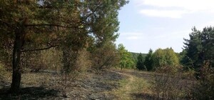 Фотофакт: в Полтаве горел дендропарк