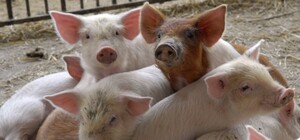 Через африканську чуму на Львівщині утилізували 72,5 тисячі свиней