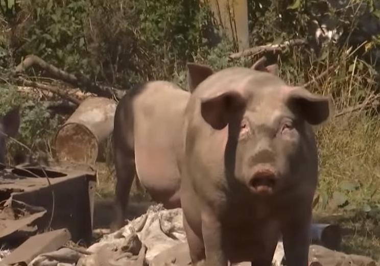 На Полтавщине ищут собственника беспризорных свиней