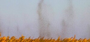 Осы и комары: в Одессе и области наблюдают нашествие насекомых