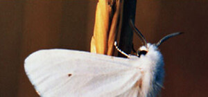 Лови бабочку: в Симферополе ввели карантин