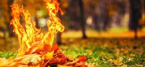 Не жги листья: киевлян предупреждают о штрафах