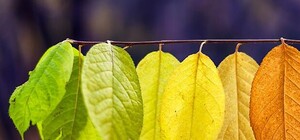 Знай и ты: когда в Крым придет бабье лето