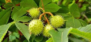 Бабья весна: в городе расцвели каштаны