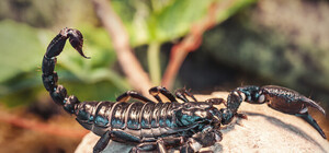 Не пропусти: в Доме природы пройдет выставка улиток, скорпионов и других экзотических животных