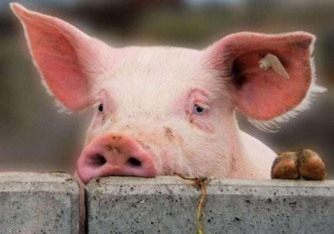 На Полтавщине в двух районах выявили африканскую чуму свиней