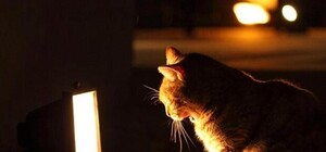 Получи ответ: почему в центре пропал свет