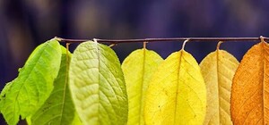 Бабье лето в Крыму: синоптик назвала причину очень теплой осени