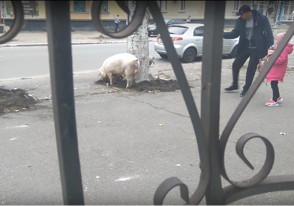В Кременчуге посреди улицы ходят свиньи