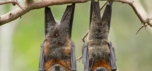 Интересные гости: в Киеве у мужчины на балконе поселилась стая летучих мышей. Фото