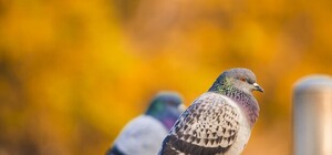 Очень странный случай: перед входом в мэрию Бердянска мужчина разбросал мертвых голубей (видео)