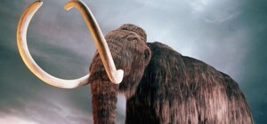 Вот это да: в Запорожской области нашли бивень мамонта (фото)