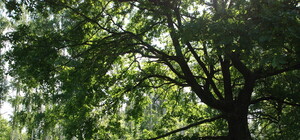 Живность будет в восторге: на Святошино появится природная достопримечательность