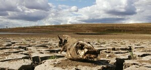 Такого еще не было: в Крыму может погибнуть урожай зерновых