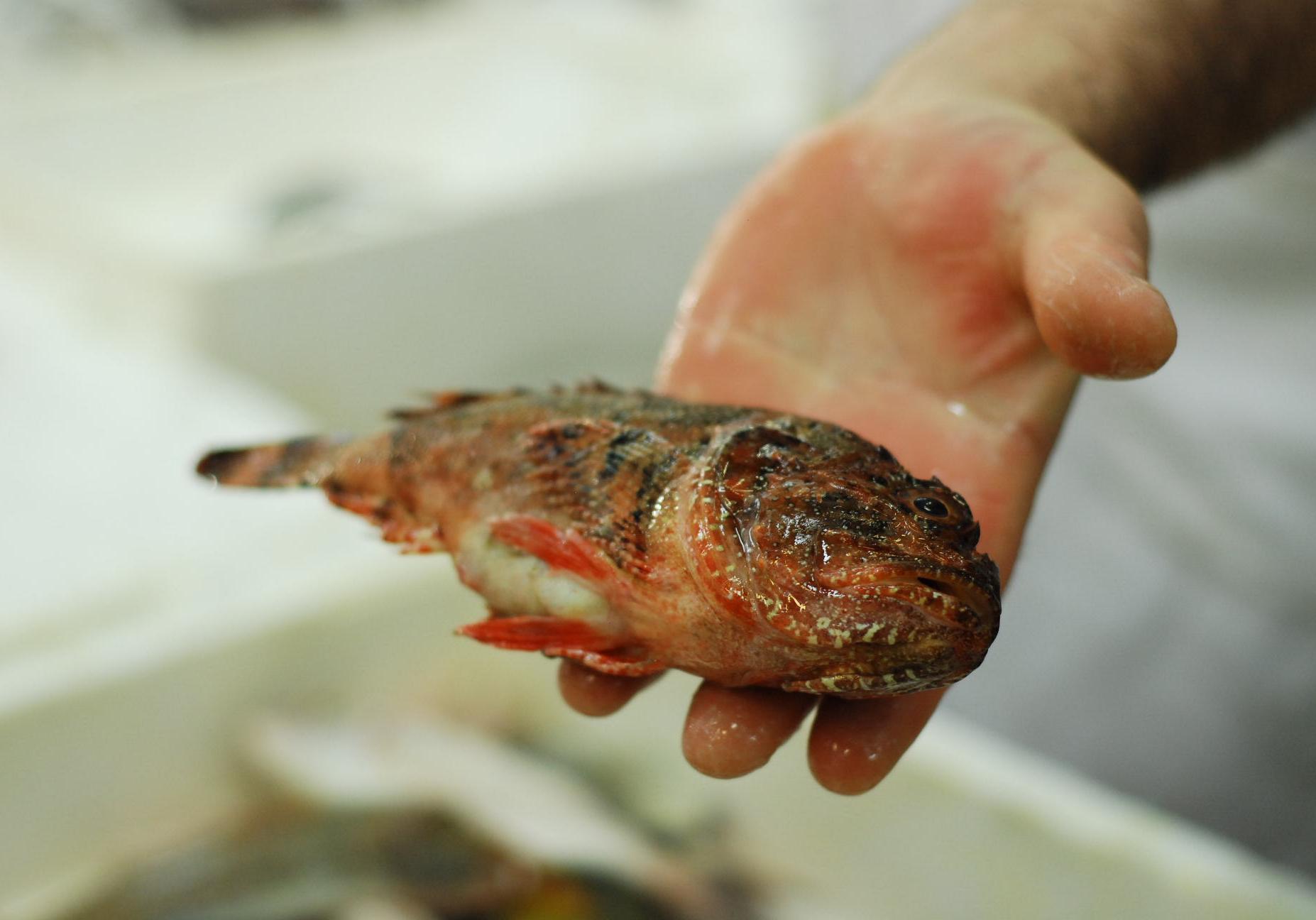 В Полтаве на двух рынках незаконно торговали рыбой