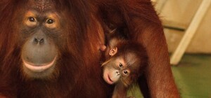 Впервые в Украине: в Экопарке под Харьковом родился орангутан (видео)