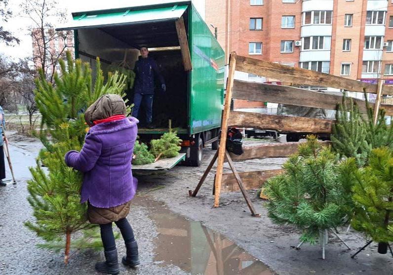 На улицах Полтавы продают новогодние елки / Фото: Полтавщина