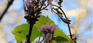 Весна: в Одессе из-за теплой погоды расцвела сирень