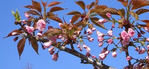 Весна пришла: накануне Нового года в одном из районов Киева расцвела сакура