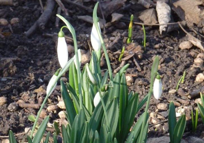 Удивительно: на одесской улице в январе расцвели подснежники