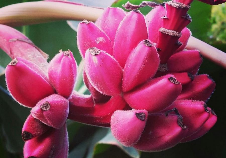 Прикольно: в Запорожье женщина вырастила дома розовые бананы (видео)