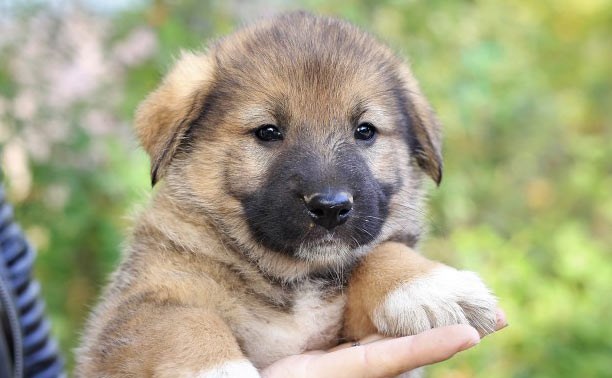 Фотофакт: в Запорожье родился щенок с шестью лапами
