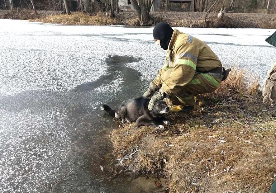 Под Полтавой собака замерзла в реке