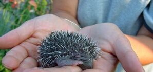 Дончане начали разводить ушастых ежиков