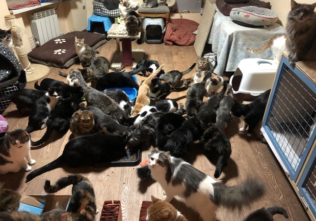 «Ф-підтримка» працює: як українці нагодували 4 тисячі безпритульних тварин