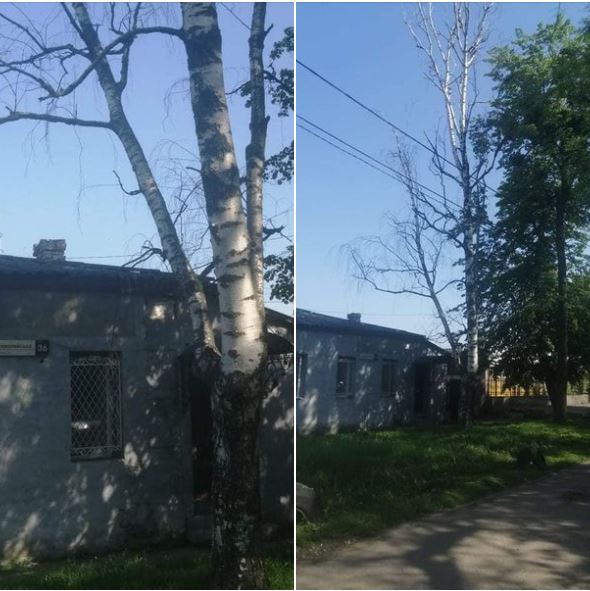 Опасный сухостой на Европейской. Фото: https://www.facebook.com/kolonewspoltava/posts/4302880469730736